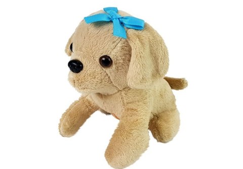 ZESTAW WETERYNARZ Z PIESKIEM I TRANSPORTEREM